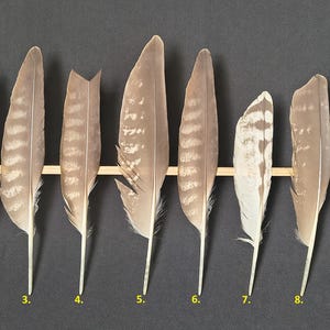 Piuma di falco rapace: provenienza etica