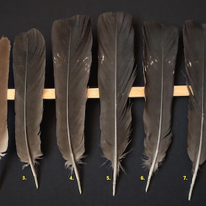 Tail feather Western capercaillie (Tetrao urogallus)