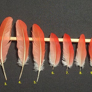 Ibis scarlatto (Eudocimus ruber)