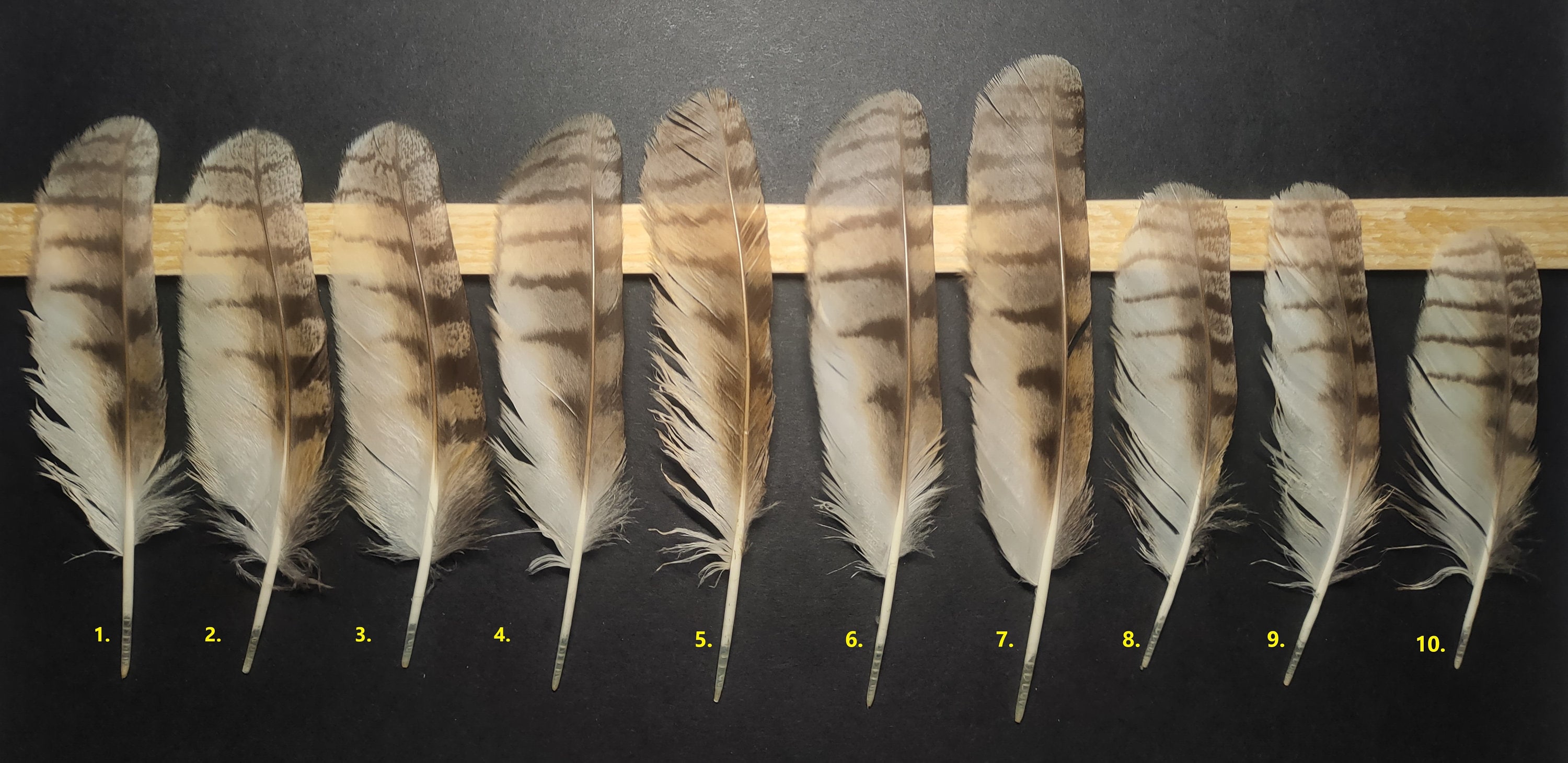 Longeared Owl asio Otus Feathers Etsy