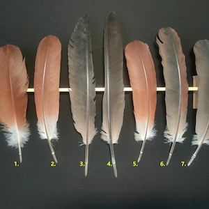 Grey crowned crane (Balearica regulorum)  feather