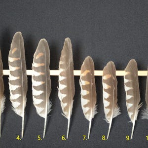 Common Kestrel (Falco tinnunculus) feather