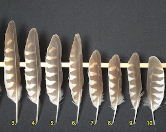 Common Kestrel (Falco tinnunculus) feather