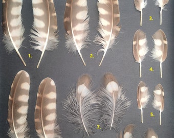 Beautiful feathers from Burrowing Owl (Athene cunicularia)