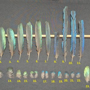 Rare wing feathers glossy starling (Lamprotornis caudatus and Lamprotornis superbus)