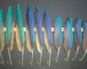 Ara parrot wing feather