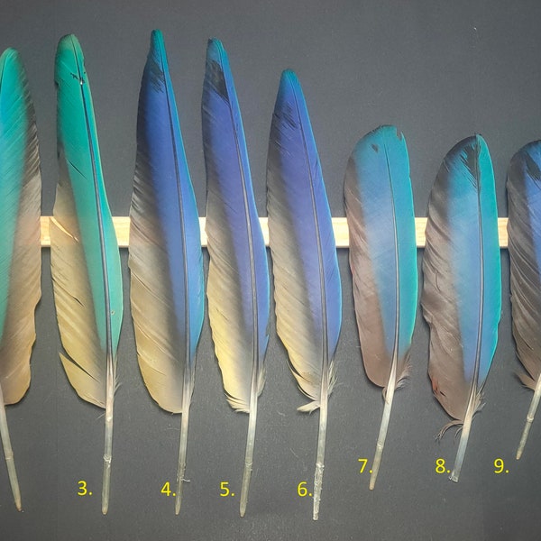 Ara parrot wing feather