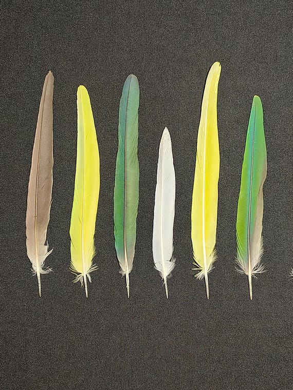Plumes De Perroquet Naturelles – Mue Naturelle (lot De 27 Plumes)