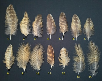 Pluma de búho real (Bubo bubo)