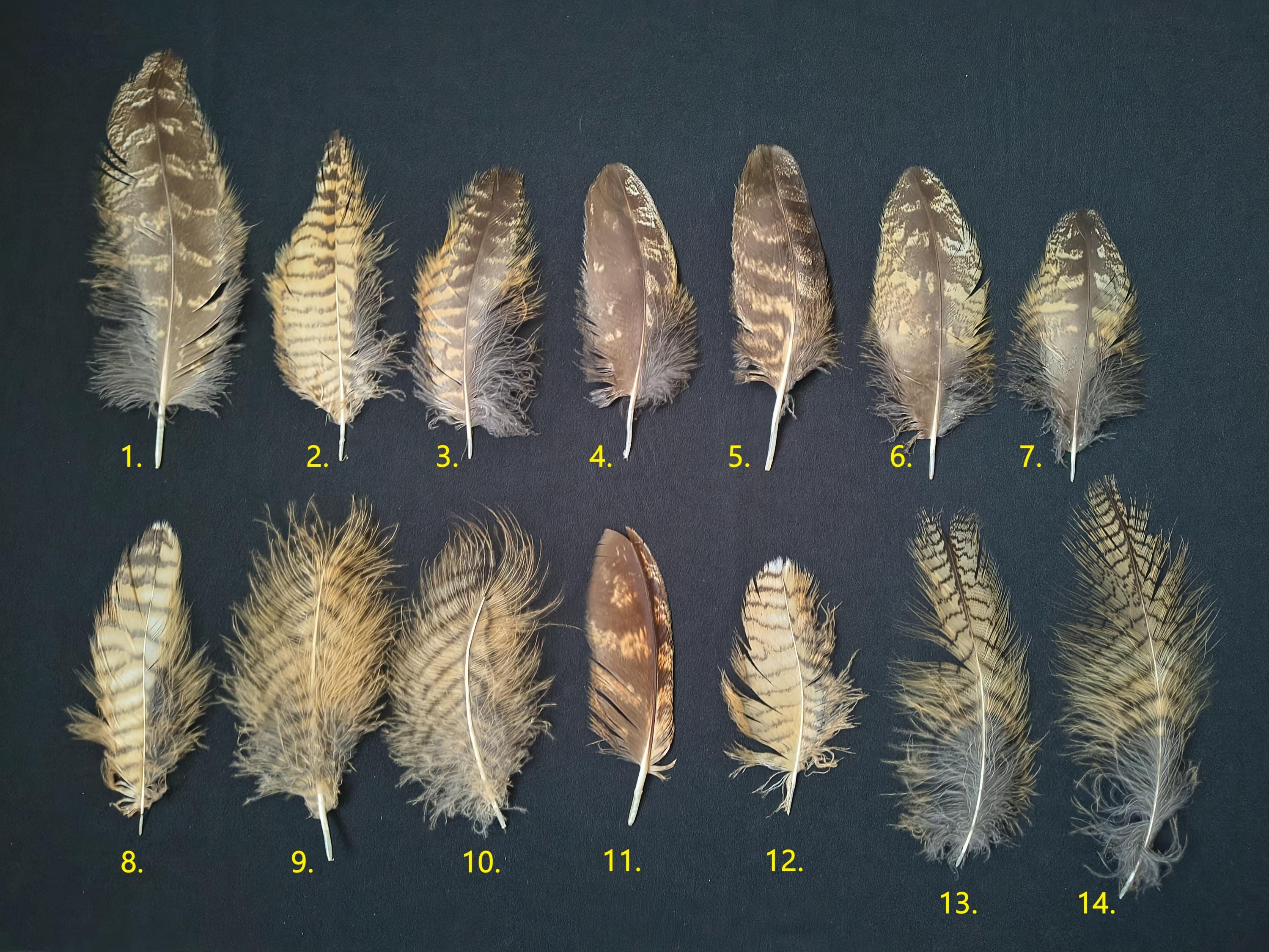 Eagle-owl feather (Bubo bubo)