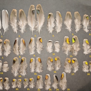 Pigeon (Columba) feather