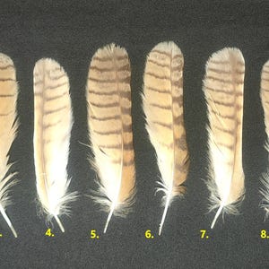 May include: Ten brown and white striped feathers with a white base. The feathers are numbered 1 through 10.