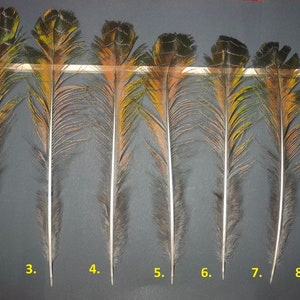 Pfauenauge (pavo cristatus)