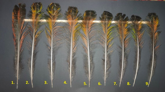 Feather Peacock (pavo Cristatus) Israel