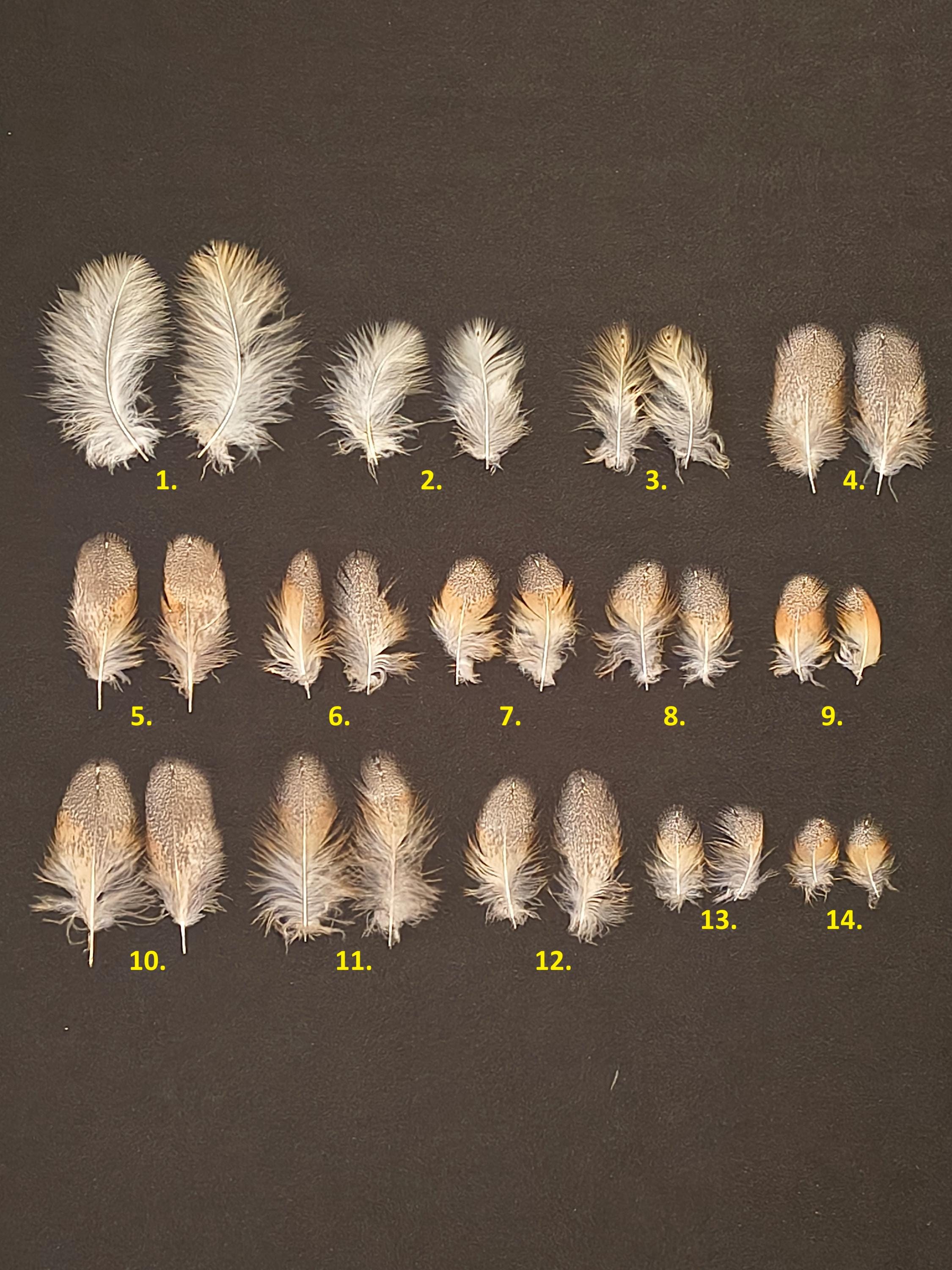 Barn owl (Tyto alba) feather