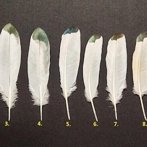 Peut inclure: Dix plumes blanches, chacune avec une pointe verte ou grise différente, sont présentées. Les plumes sont disposées en ligne et numérotées de 1 à 10. Elles ont un rachis central et des barbes douces.