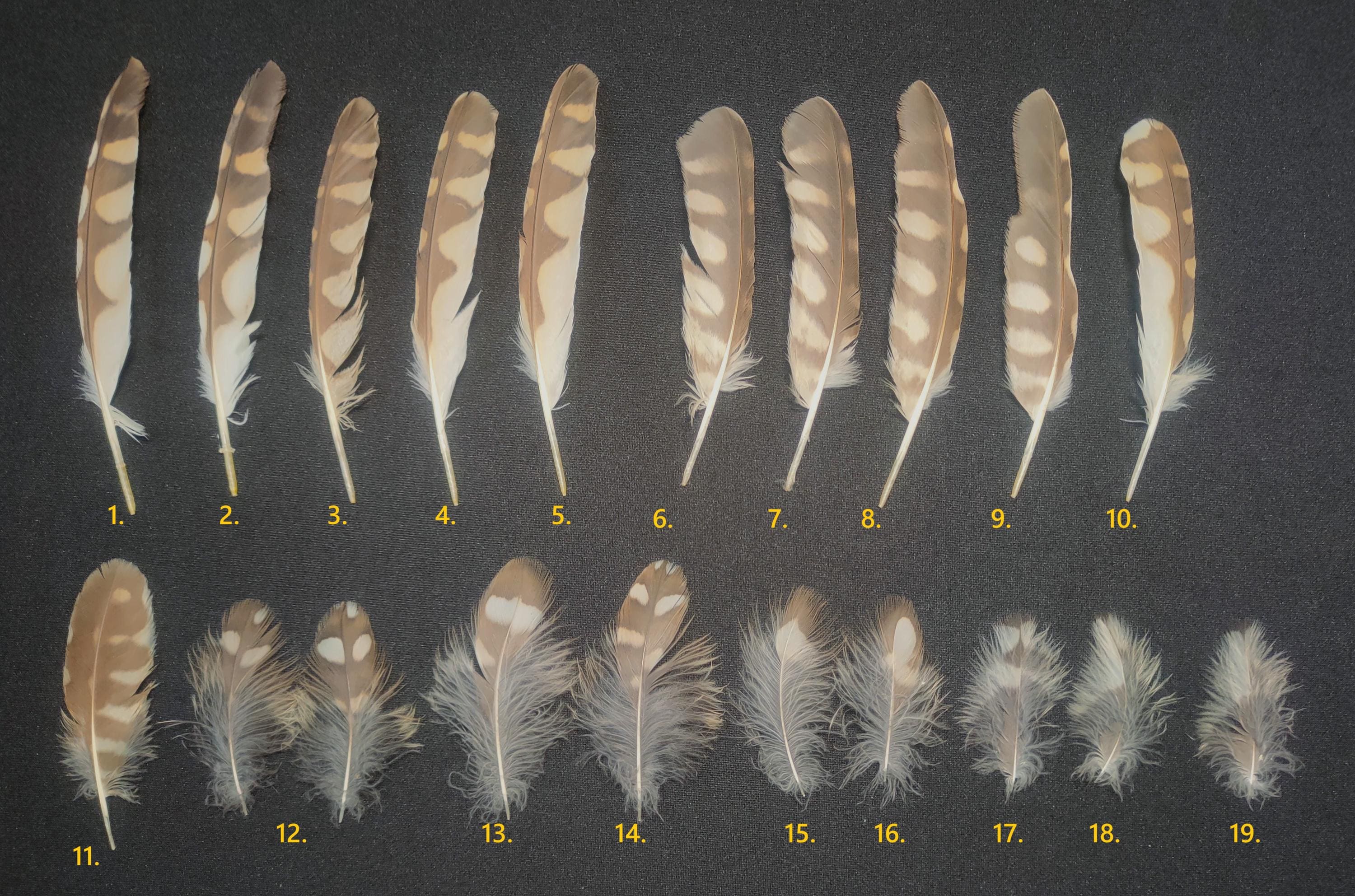 Burrowing Owl Feathers: Ethically Sourced Athene Cunicularia