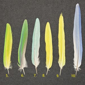 Parrot tail feather
