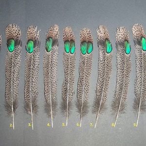 Puede incluir: Diez plumas de cola de faisán con patrones de manchas blancas y negras y manchas oculares verdes iridiscentes. Las plumas están numeradas del 1 al 10.