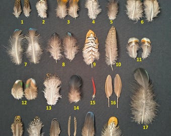 Pheasant colorful feathers