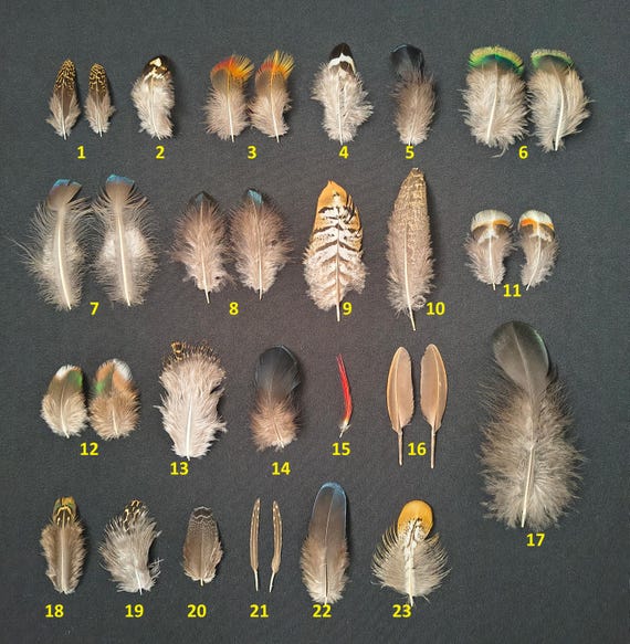 200 Piume Naturali Di Fagiano Per Decorazione - Sfumature Blu-Verde - 15-20 Cm E 10-15 Cm - Per Acchiappasogni, Abbigliamento, Artigianato