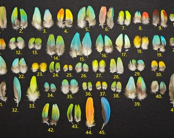Parrot feather small