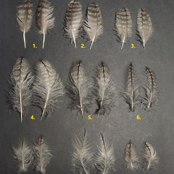 Otus leucotis (Northern white faced owl) feather