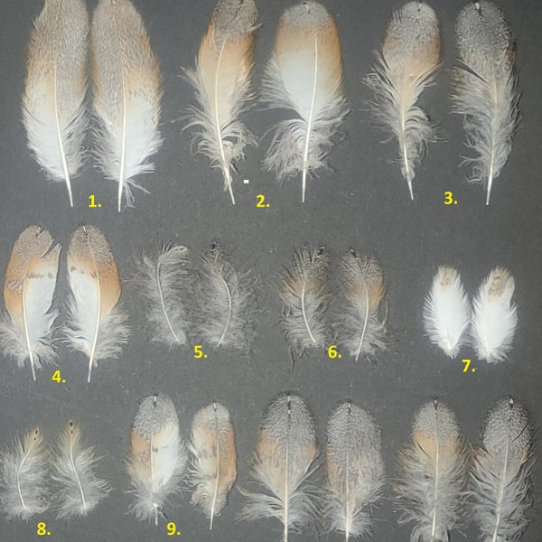 Barn owl (Tyto alba) feather