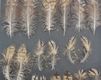 Long-eared owl (Asio otus) feathers