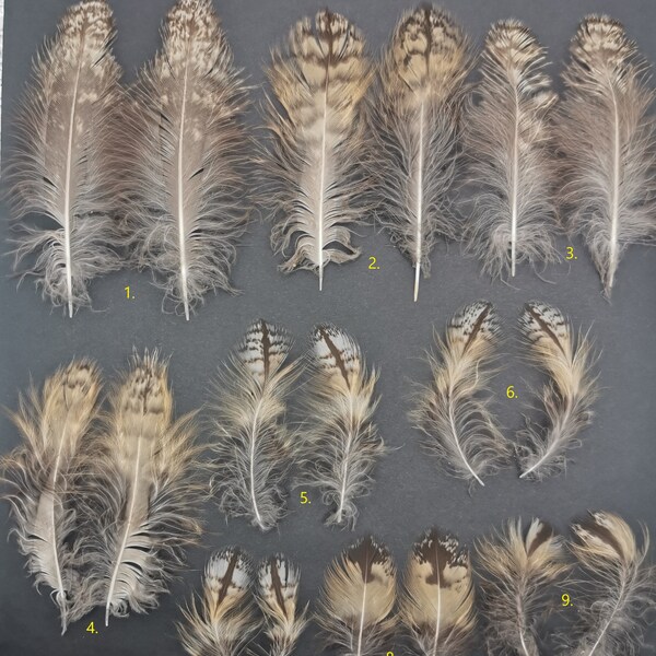 Long-eared owl (Asio otus) feathers