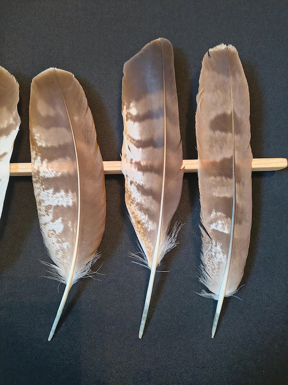 Common Buzzard Feather - Etsy