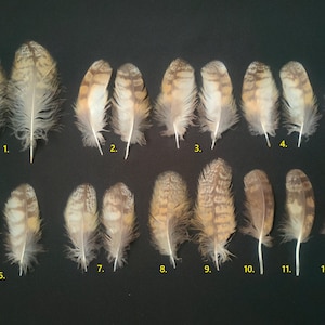 Long-eared owl (Asio otus) feathers