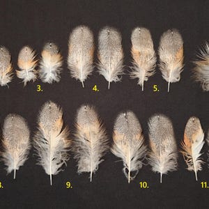 Barn owl (Tyto alba) feather