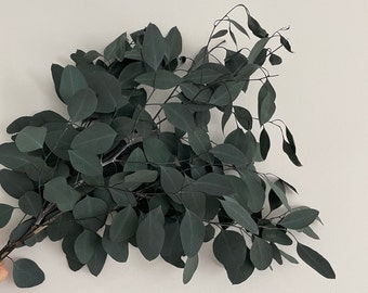 Cynera Eucalyptus preserved, deco, sechées, fleurs