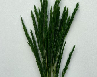 Erba Christina