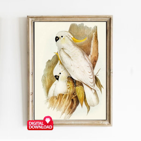 Umbrella Cockatoo, Crested Cockatoo 1804 Print, Vintage  White Cockatoo Art, Bird Lover Gift, Printable Bird Art, Bird Wall Art