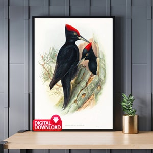 Schwarzspecht 1804, Vintage Specht Kunst, Vogel Liebhaber Geschenk, druckbare Vogel Kunst, Specht Druck, Vogel Wandkunst