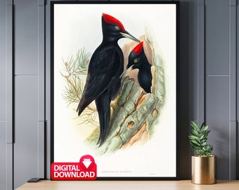 Gran pájaro carpintero negro 1804, arte vintage del pájaro carpintero, regalo amante de las aves, arte de aves imprimible, impresión de pájaro carpintero, arte de la pared del pájaro
