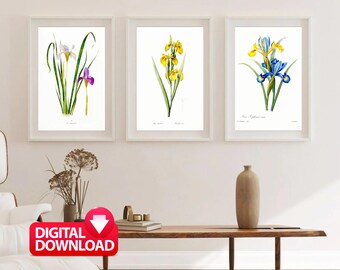 Vintage Iris Flower Prints Set: Botanical Wall Art (Digital Download)