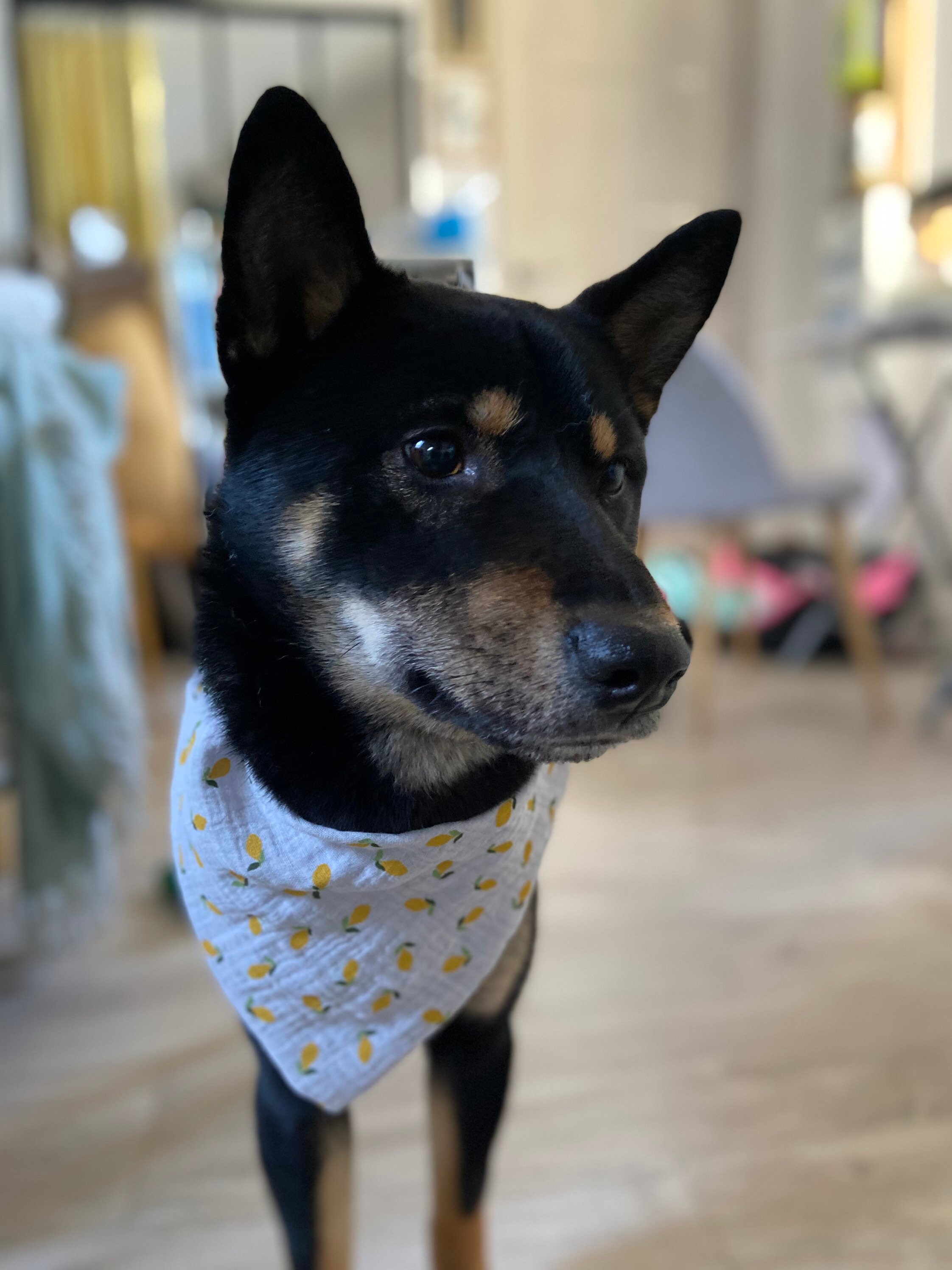 Bandana Pour Chien