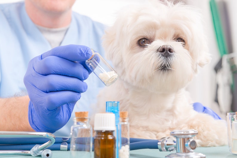 K&ouml;nnte beinhalten: Ein Tierarzt mit blauen Handschuhen h&auml;lt ein kleines Glasfl&auml;schchen mit wei&szlig;en Pillen, w&auml;hrend ein wei&szlig;er Malteser auf einem Tisch sitzt und zu dem Fl&auml;schchen aufblickt.