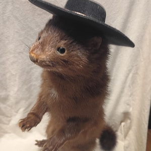 May include: A taxidermy mink standing upright on its hind legs, wearing a small black hat with a thin metallic band. The mink has brown fur, dark eyes, and a small white patch on its chest, with its front paws held out in front of it.