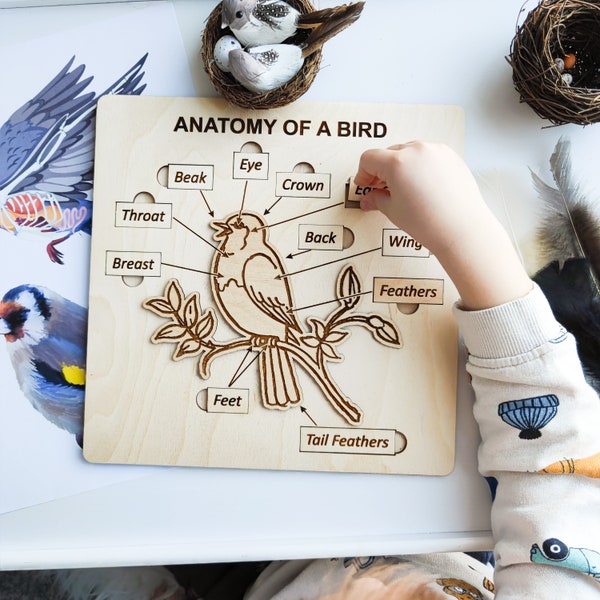 Body parts of a Bird puzzle. Wooden jigsaw Bird body anatomy puzzle. Montessori and Waldorf classroom learning material.