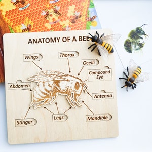 Bee body parts puzzle for kids. Montessori classroom toy. Wooden Bee anatomy learning activity. Educational toy for homeschooling.