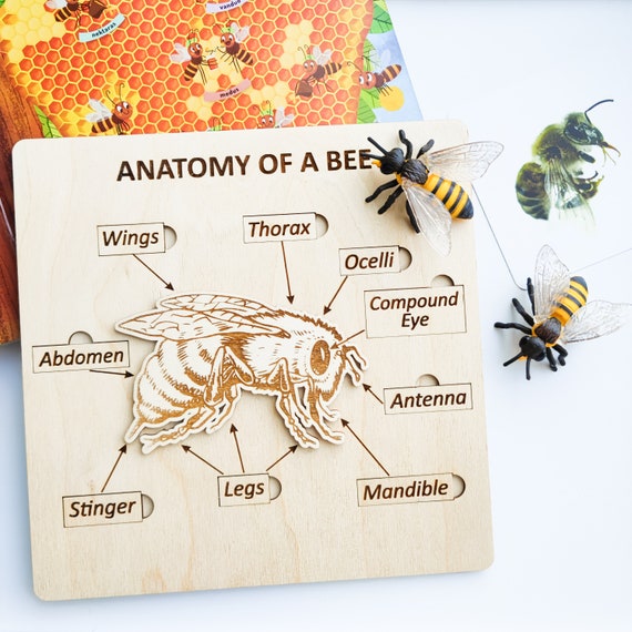 Honey Bee Anatomy