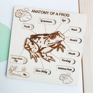 Wooden puzzle Anatomy of a Frog. Montessori inspired toy for nature studies.