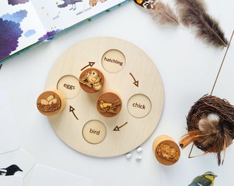 Bird life cycle wooden tray set. Montessori toy for nature studies and homeschooling. Educational chick life cycle board.
