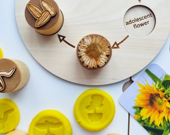 Wooden life cycle tray with inserts. Life cycle of a plant. Educational tool for homeschooling. Sunflower play dough stamps.