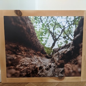 Tree Trunk Canvas with Natural Pine Frame