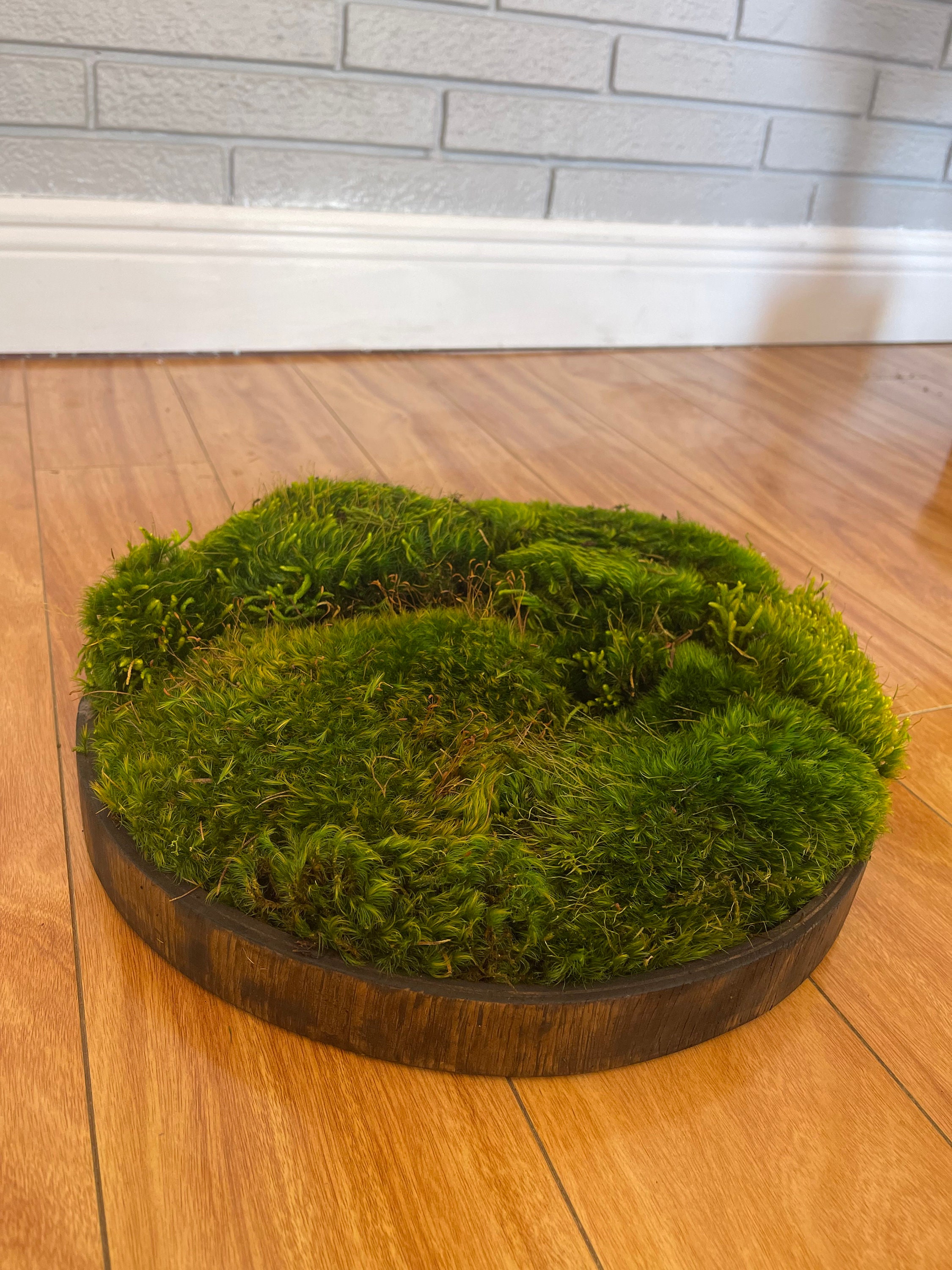 Moss Centerpiece, Preserved Moss, Moss Art, Preserved Moss Centerpiece